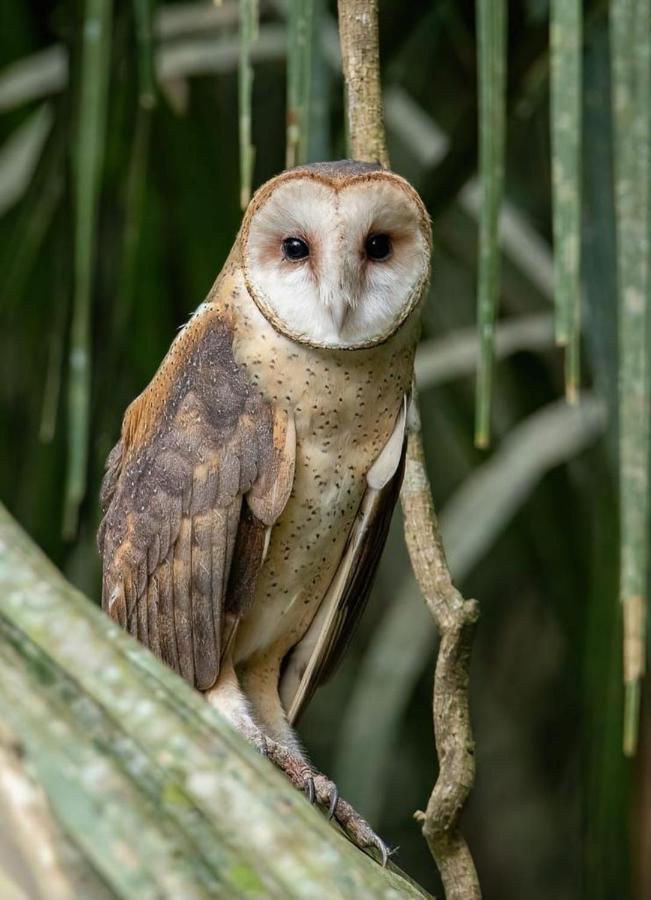 Green Diamond Amazon Lodge Puerto Maldonado Eksteriør billede