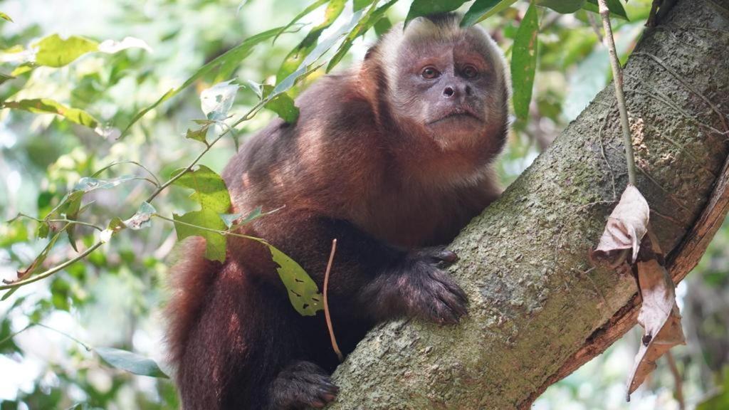 Green Diamond Amazon Lodge Puerto Maldonado Eksteriør billede